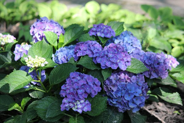 Portails en aluminium fabrication française : qualité et design personnalisés